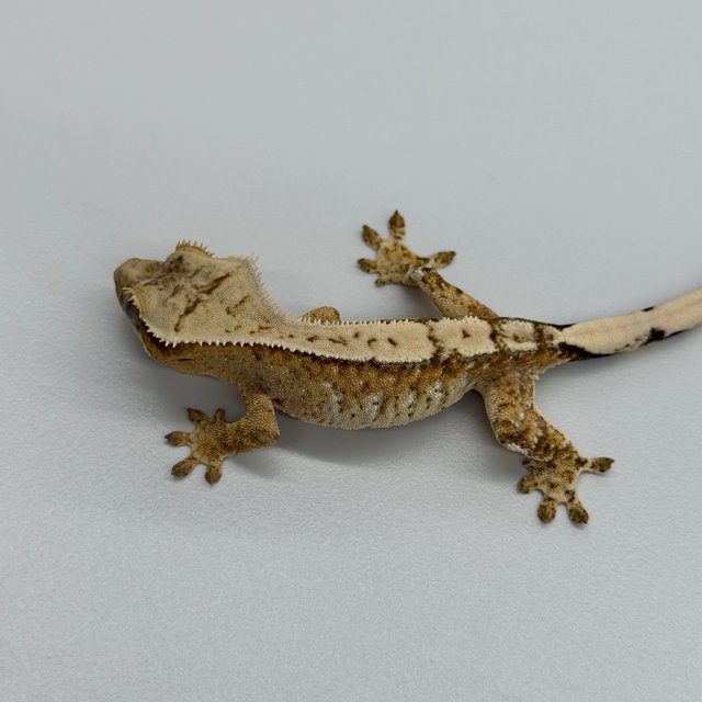 100% Het Axanthic Drippy White