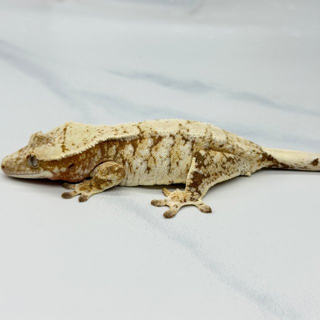 Tri Extreme Harlequin White Spot Drippy