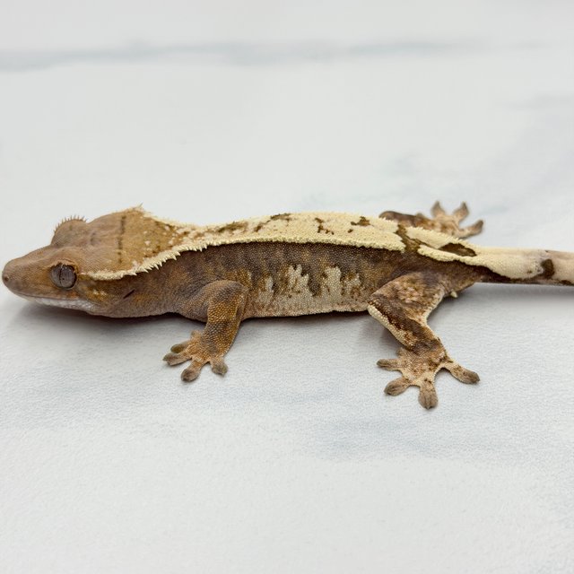 Sable 100% Het Axanthic