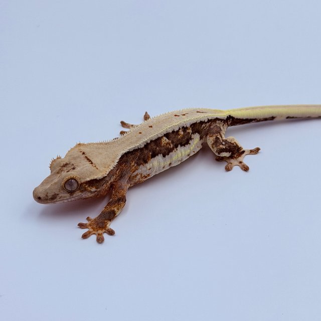 릴리100%헷아잔틱