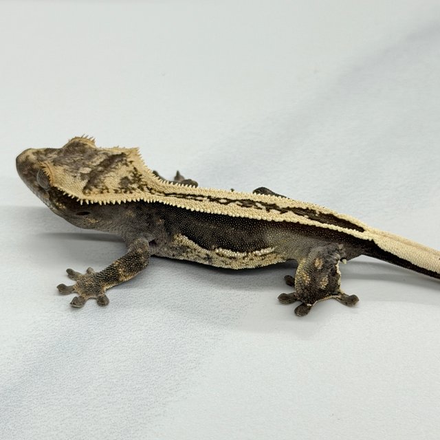 100% Het Axanthic Super Stripe Full Pinstripe