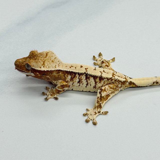Tri Extreme Harlequin