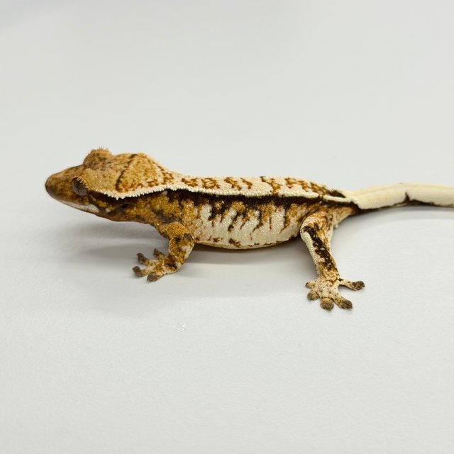 Tri Extreme Harlequin White Crown