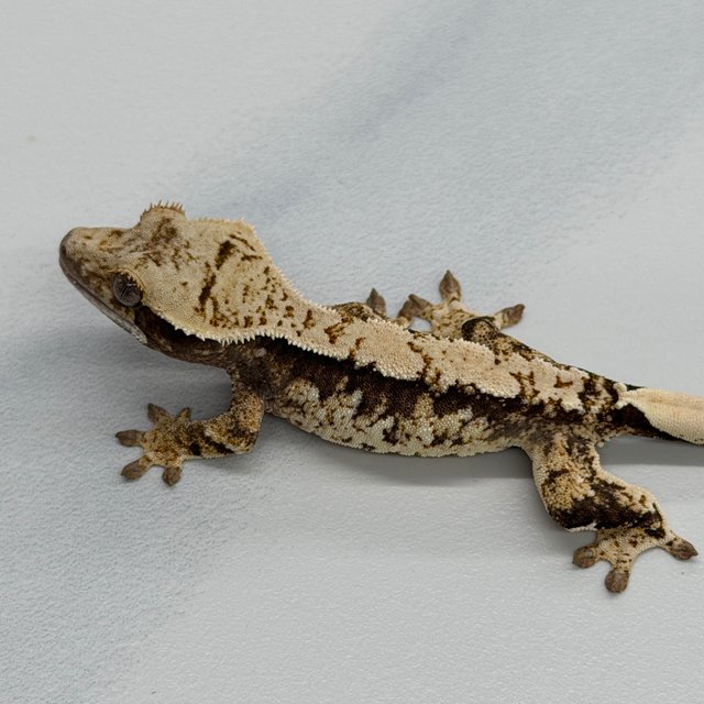 100% Het Axanthic White