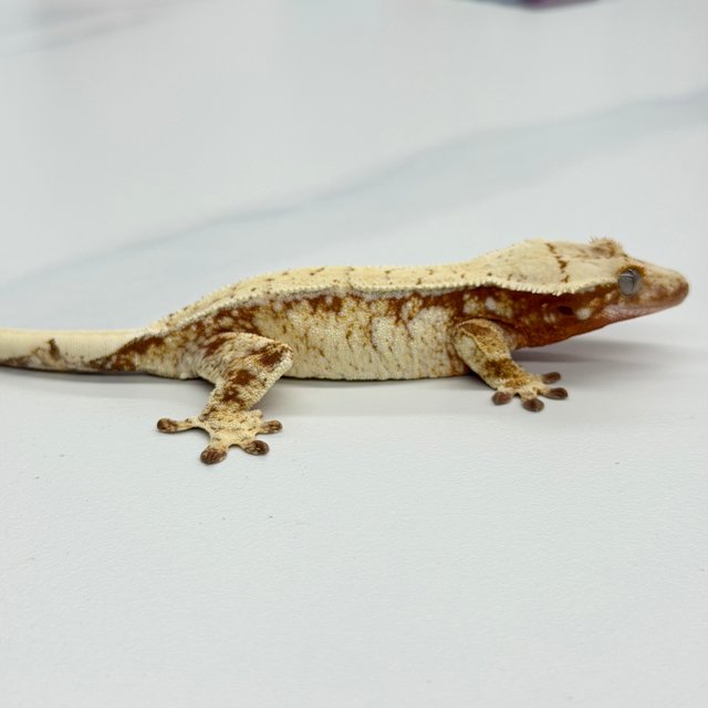 Tri Extreme Harlequin Red