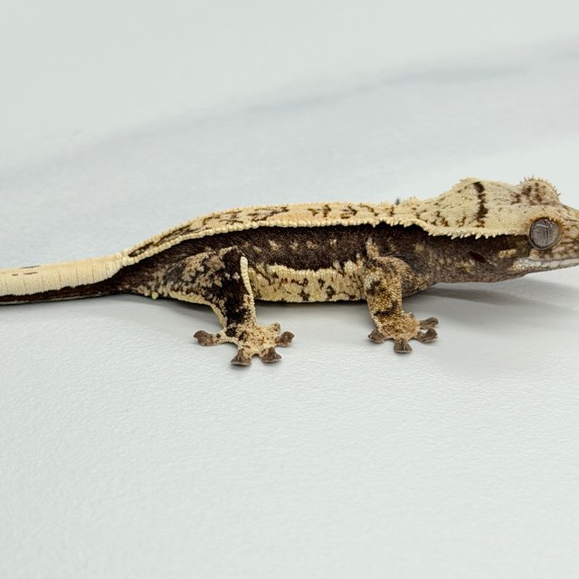 100% Het Axanthic Full Pinstripe Quad