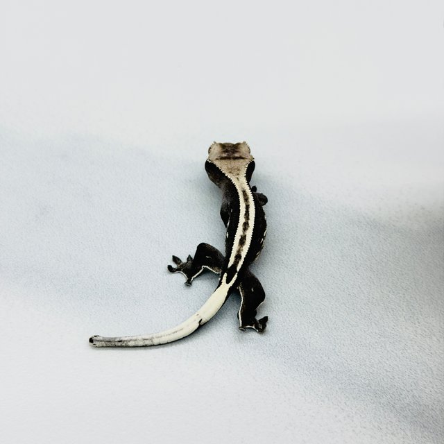 아잔틱 슈퍼스트라이프