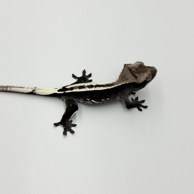 Axanthic Super Stripe