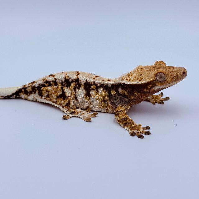 트라이 익스트림할리퀸