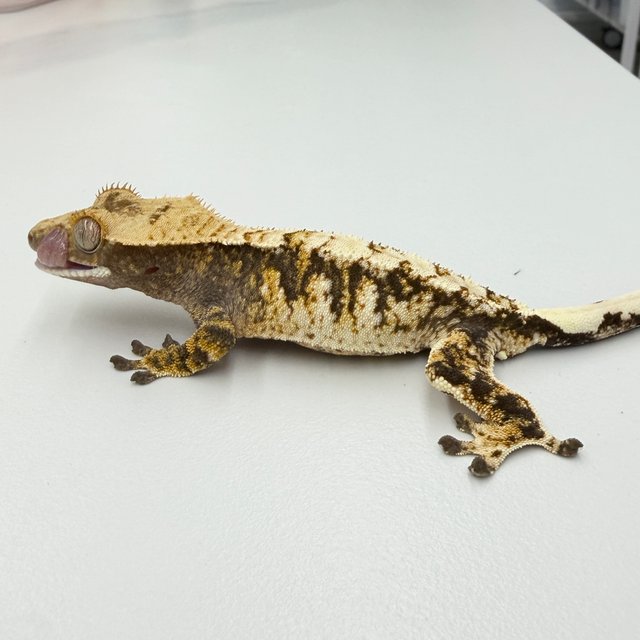 100% Het Axanthic Tri Extreme Harlequin