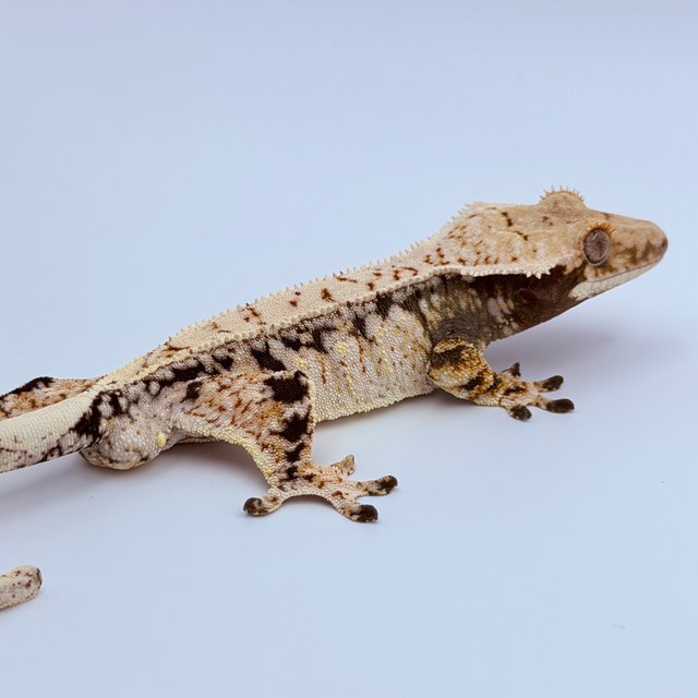 Tri Pinstripe Drippy White Crown