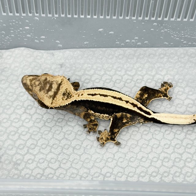 100% Het Axanthic Super Stripe Full Pinstripe Quad