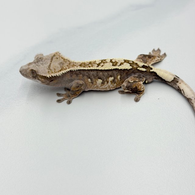 100% Het Axanthic Sable