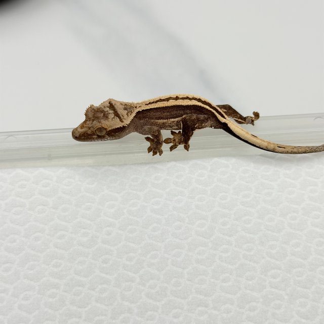 100%헷아잔틱 슈퍼스트라이프 풀핀 쿼드