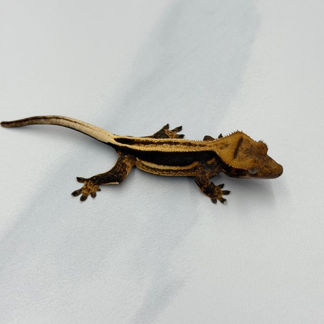 엠티백 슈퍼스트라이프 쿼드 풀핀