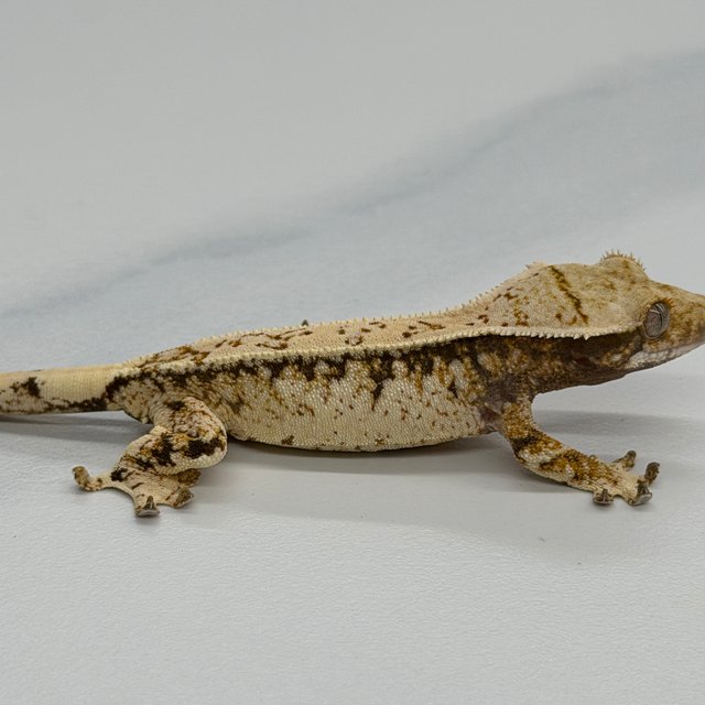 Tri Extreme Harlequin White Crown White