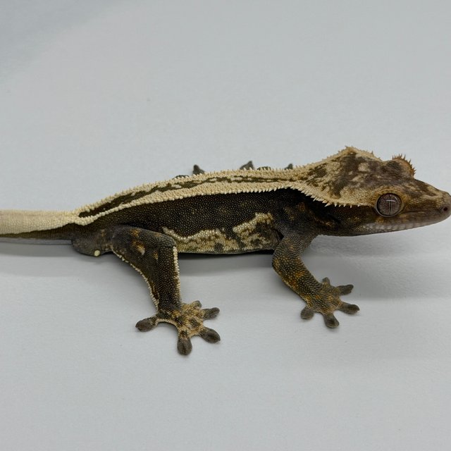 100% Het Axanthic Super Stripe Pinstripe Full Pinstripe Quad