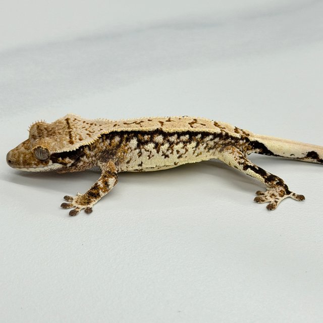 Tri White Crown