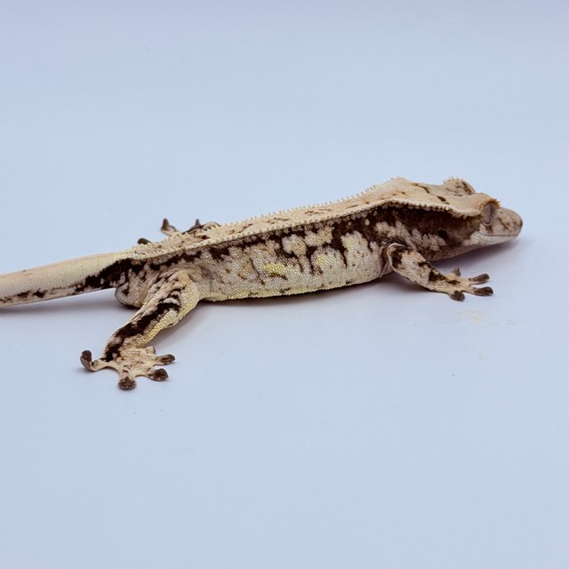 Tri Pinstripe Quad Full Pinstripe Drippy