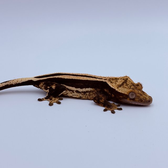 슈퍼스트라이프 쿼드 엠티백