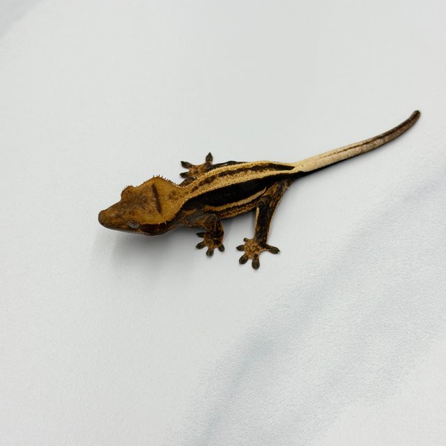 엠티백 슈퍼스트라이프 쿼드 풀핀