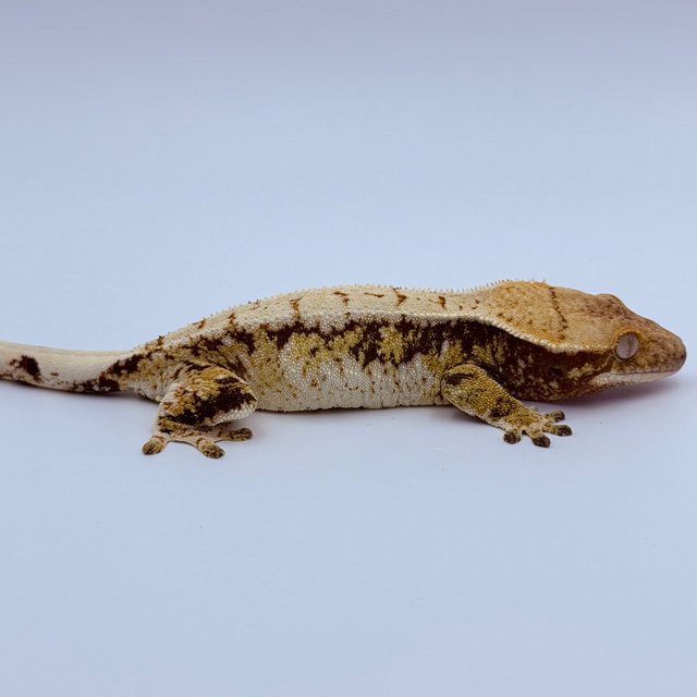 트라이 익스트림할리퀸