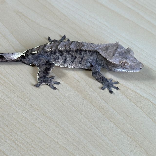 카푸치노