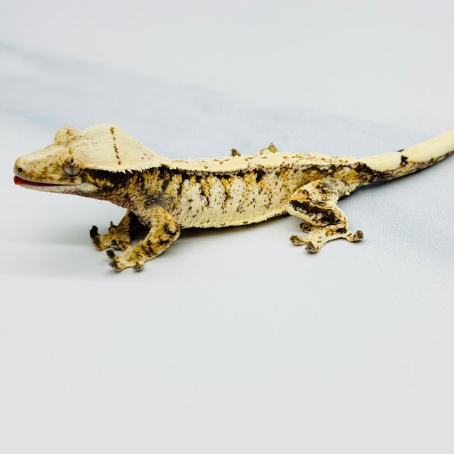 트라이 익스트림할리퀸