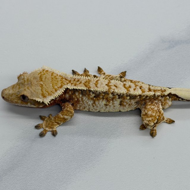 Tri Extreme Harlequin Tangerine White