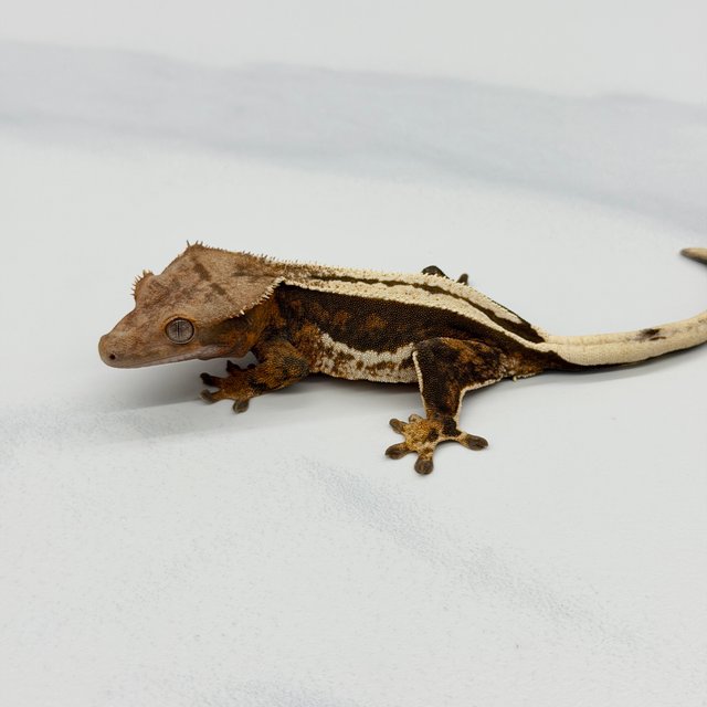 엠티백 슈퍼스트라이프 쿼드