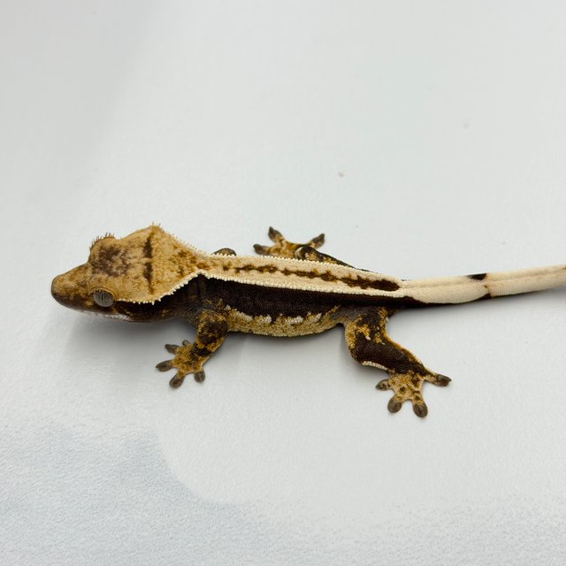100% Het Axanthic Super Stripe