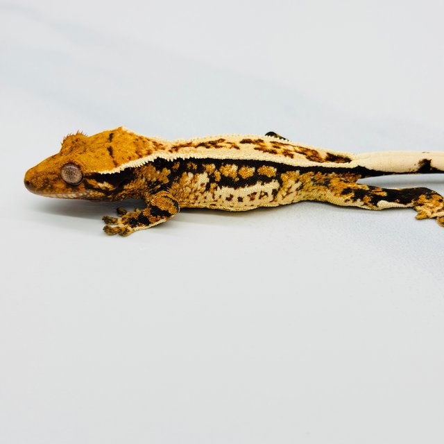 트라이 핀스트라이프 쿼드 풀핀