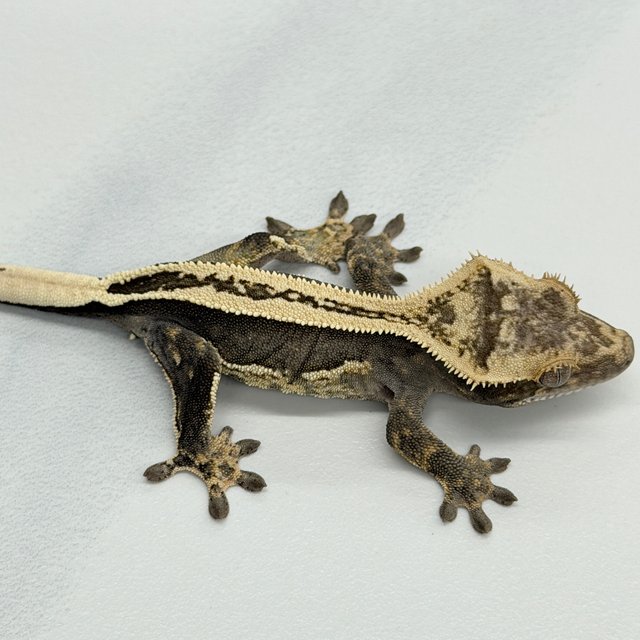 100% Het Axanthic Super Stripe Full Pinstripe