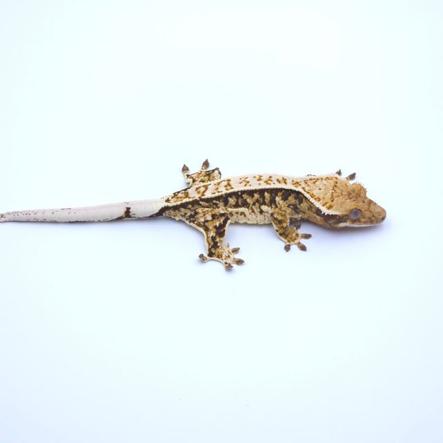 트라이 핀스트라이프 쿼드