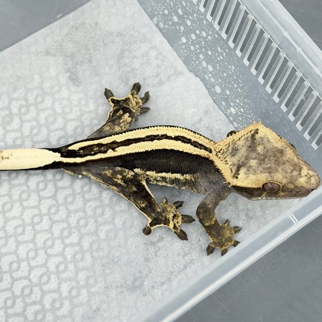 100% Het Axanthic Super Stripe Quad