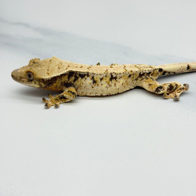 트라이 화이트스팟