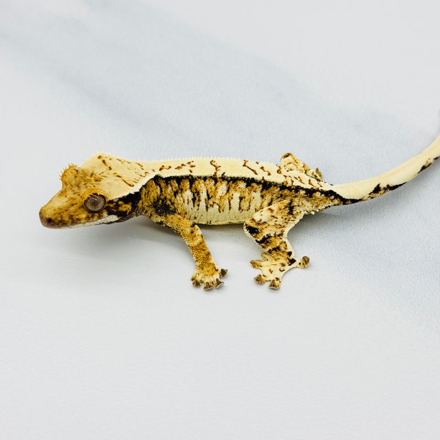 트라이 익스트림할리퀸