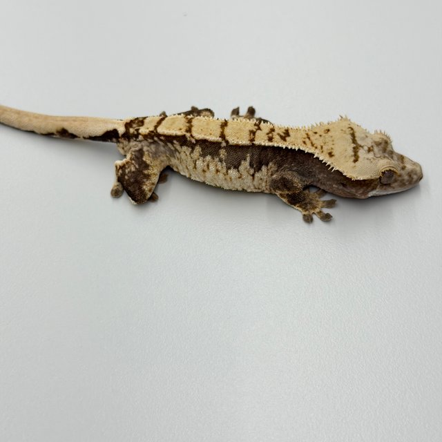 100% Het Axanthic