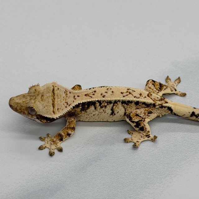 Tri Extreme Harlequin White Crown White