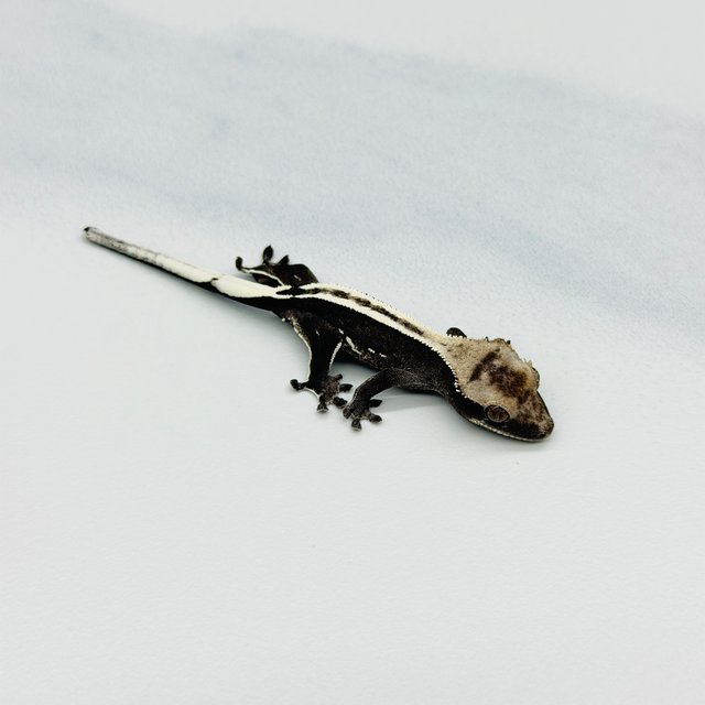 아잔틱 슈퍼스트라이프