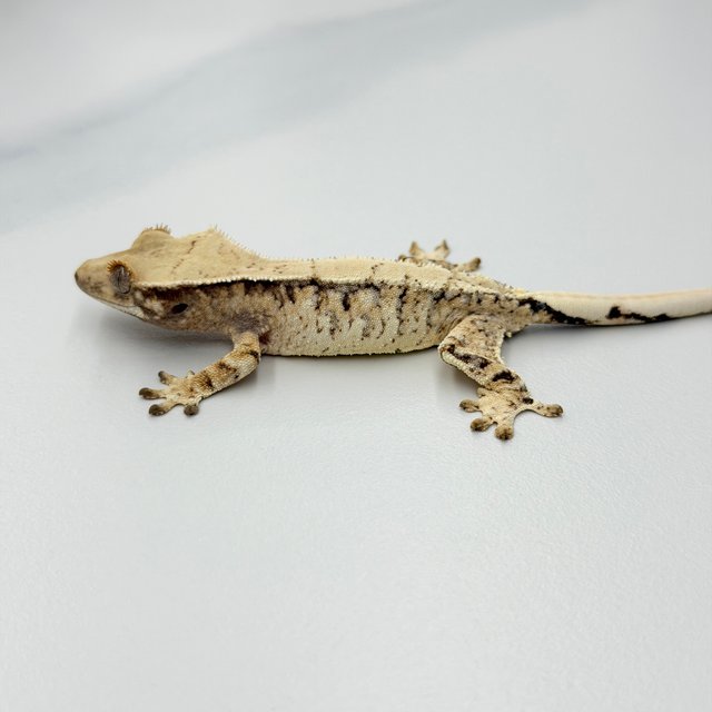 트라이 익스트림할리퀸 드리피