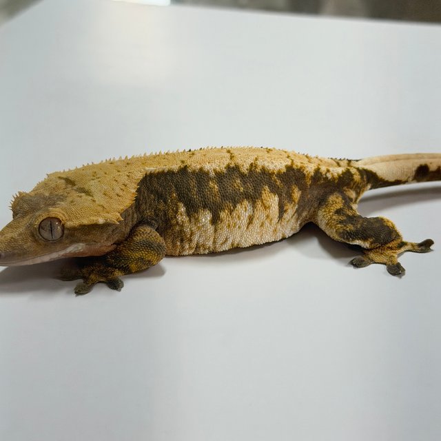 100% Het Axanthic