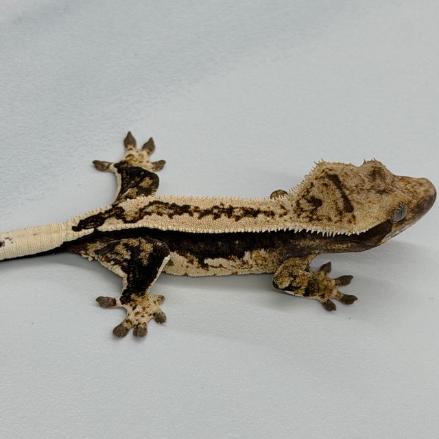 100% Het Axanthic Quad White White Pin