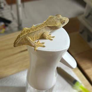 트라이