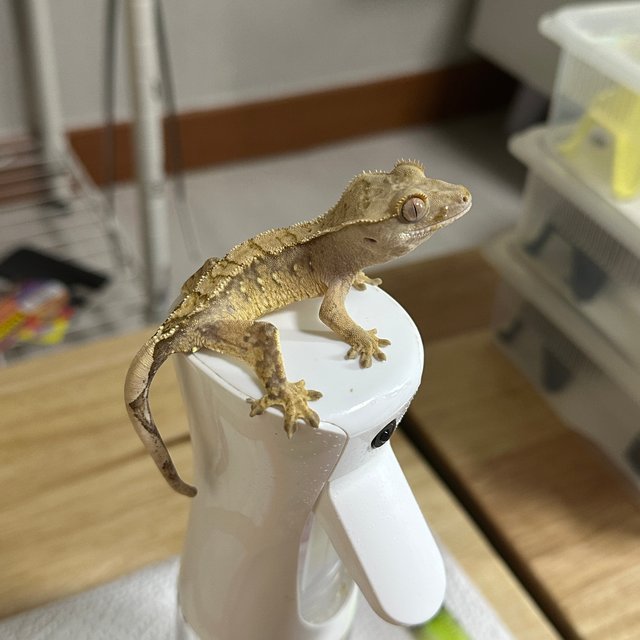 트라이 화이트포트홀