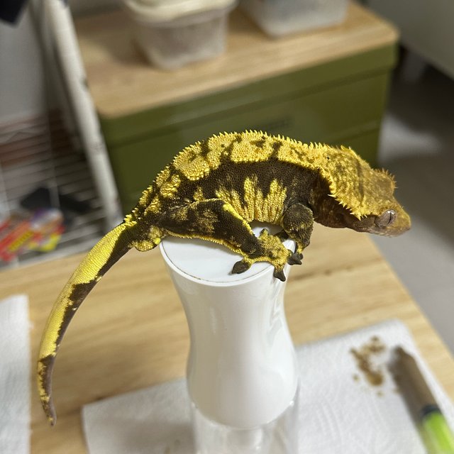 트라이 다크 옐로우