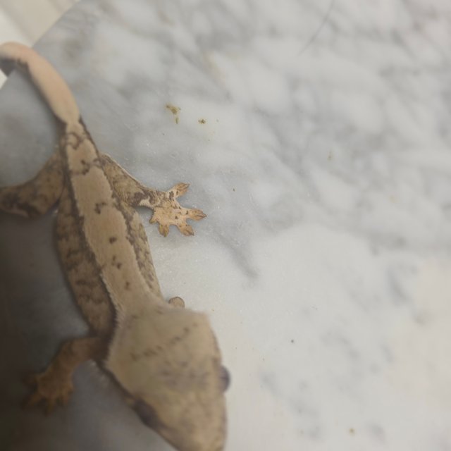 드리피 노멀 화이트스팟