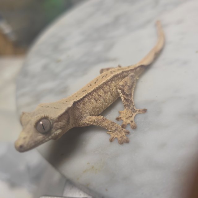 노멀 드리피 화이트스팟