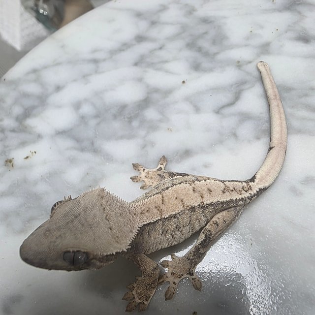 노멀 익스트림할리퀸 화이트