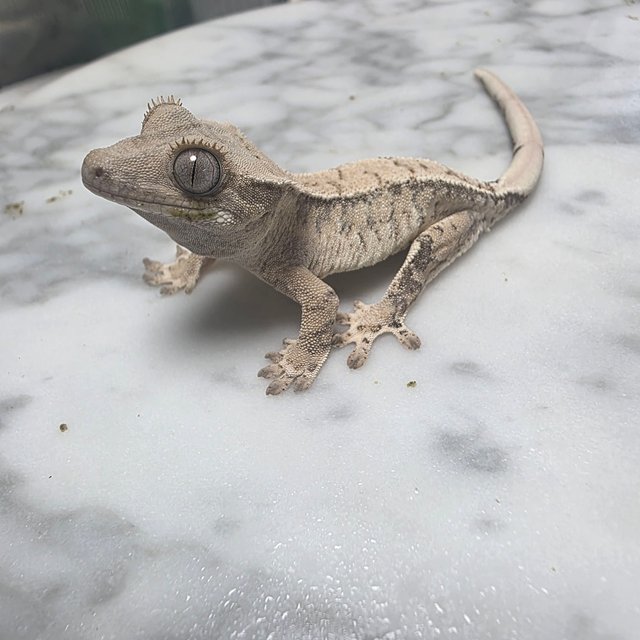 노멀 익스트림할리퀸 화이트